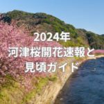 2024年河津桜開花速報と見頃ガイド