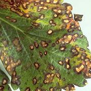 葉に黒や褐色の斑点ができる赤斑病 褐班病 黒点病 斑点細菌病