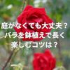 庭がなくても大丈夫？バラを鉢植えで長く楽しむコツは？