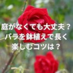 庭がなくても大丈夫？バラを鉢植えで長く楽しむコツは？