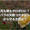 花も根もボロボロになる？バラの天敵コガネムシから守る方法は？