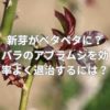 新芽がベタベタになる？バラのアブラムシを効率よく退治するには？