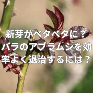 新芽がベタベタになる？バラのアブラムシを効率よく退治するには？