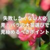 失敗したくない人必見！バラの大苗選びで見極めるべきポイントは？