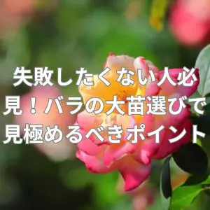 失敗したくない人必見！バラの大苗選びで見極めるべきポイントは？