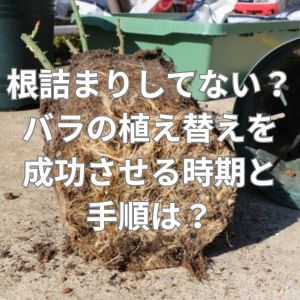 根詰まりしてない？バラの植え替えを成功させる時期と手順は？