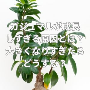 ガジュマルが成長しすぎる原因とは？大きくなりすぎたらどうする？