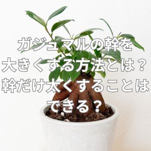 ガジュマルの幹を大きくする方法とは？幹だけ太くすることはできる？