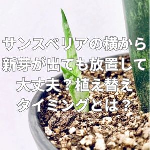 サンスベリアの横から新芽が出ても放置して大丈夫？植え替えタイミングとは？