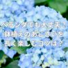 ベランダでも大丈夫？鉢植えのあじさいを長く楽しむコツは？