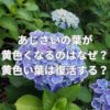 あじさいの葉が黄色くなるのはなぜ？黄色い葉は復活する？