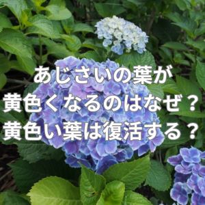 あじさいの葉が黄色くなるのはなぜ?黄色い葉は復活する?