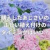 購入したあじさいの正しい植え付けのタイミングはいつ？