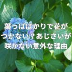 葉っぱばかりで花がつかない？あじさいが咲かない意外な理由とは？