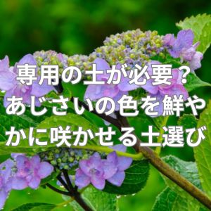専用の土が必要？あじさいの色を鮮やかに咲かせる土選びとは？