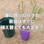 春に買ったバラの新苗はすぐに植え替えても大丈夫？