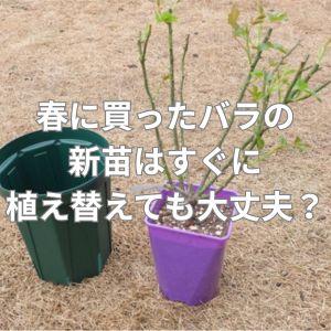 春に買ったバラの新苗はすぐに植え替えても大丈夫？