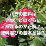 バラの肥料はいつ、どのくらいあげるのが正解？肥料選びの基本とは？