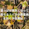 葉っぱが黄色くなって落ちる？バラの黒星病を防ぐ予防策は？