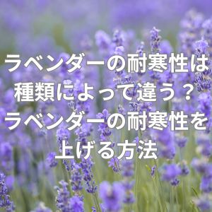 ラベンダーの耐寒性は種類によって違う？ラベンダーの耐寒性を上げる方法とは？