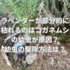 ラベンダーが部分的に枯れるのはコガネムシの幼虫が原因？幼虫の駆除方法は？
