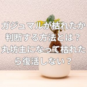 ガジュマルが枯れたかどうか判断する方法とは？丸坊主になって枯れたら復活しない？