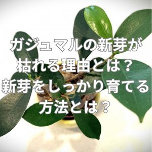 ガジュマルの新芽が枯れる理由とは？新芽をしっかり育てる方法とは？