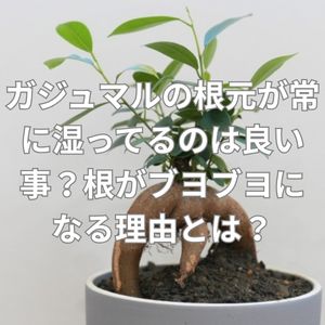 ガジュマルの根元が常に湿っているのは良い事？根がブヨブヨになる理由とは？