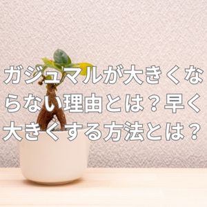 ガジュマルが大きくならない理由とは？早く大きくする方法とは？