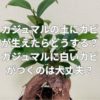ガジュマルの土にカビが生えたらどうする？ガジュマルに白いカビがつくのは大丈夫？