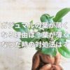 ガジュマルの葉が薄くなる理由とは？葉が薄くなった時の対処法は？