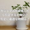 ガジュマルが徒長したら剪定すると良い？剪定に最適な時期は？