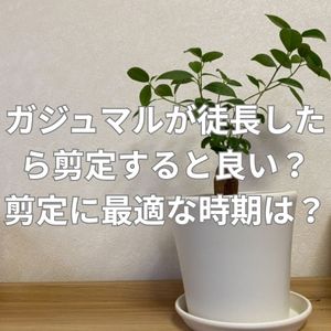 ガジュマルが徒長したら剪定すると良い？剪定に最適な時期は？