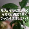 ガジュマルの葉が黒くなるのは病気？黒くなったら復活しない？