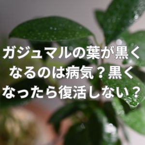 ガジュマルの葉が黒くなるのは病気？黒くなったら復活しない？