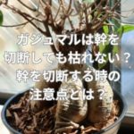 ガジュマルは幹を切断しても枯れない？幹を切断する時の注意点とは？