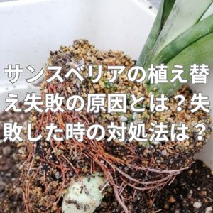 サンスベリアの植え替えを失敗してしまう原因とは？失敗した時の対処法は？