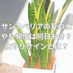 サンスベリアの夏の水やり頻度は何日おき?水やりサインとは?