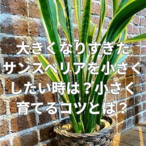大きくなりすぎたサンスベリアを小さくしたい時は？小さく育てるコツとは？