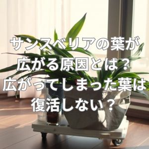 サンスベリアの葉が広がる原因とは？広がってしまった葉は復活しない？