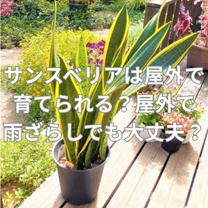 サンスベリアは屋外で育てられる？屋外で雨ざらしでも大丈夫？
