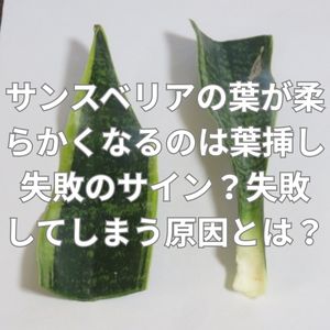 サンスベリアの葉が柔らかくなるのは葉挿し失敗のサイン?失敗してしまう原因とは?