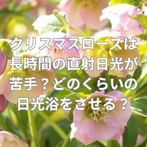 クリスマスローズは長時間の直射日光が苦手？どのくらいの日光浴をさせると良い？
