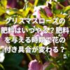 クリスマスローズの肥料はいつやる？肥料を与える時期で花の付き具合が変わる？