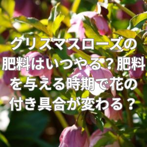 クリスマスローズの肥料はいつやる？肥料を与える時期で花の付き具合が変わる？