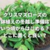 クリスマスローズの鉢植えの冬越し準備はいつ頃からはじめる？どこに置くと良い？