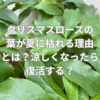 クリスマスローズの葉が夏に枯れる理由とは？涼しくなったら復活する？