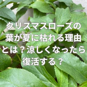 クリスマスローズの葉が夏に枯れる理由とは？涼しくなったら復活する？