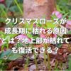 クリスマスローズが成長期に枯れる原因とは？地上部が枯れても復活できる？