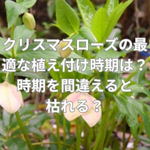 クリスマスローズの最適な植え付け時期は？時期を間違えると枯れる？